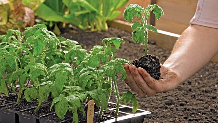 How to Start Seeds: A Complete Guide with FAQs