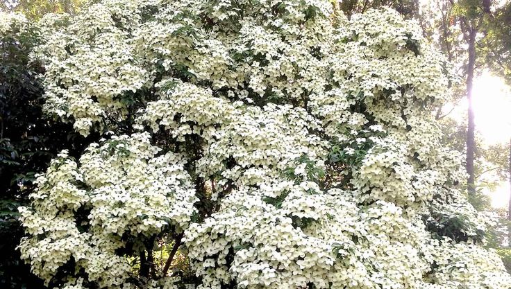 How to Grow and Care for the Empress of China Dogwood
