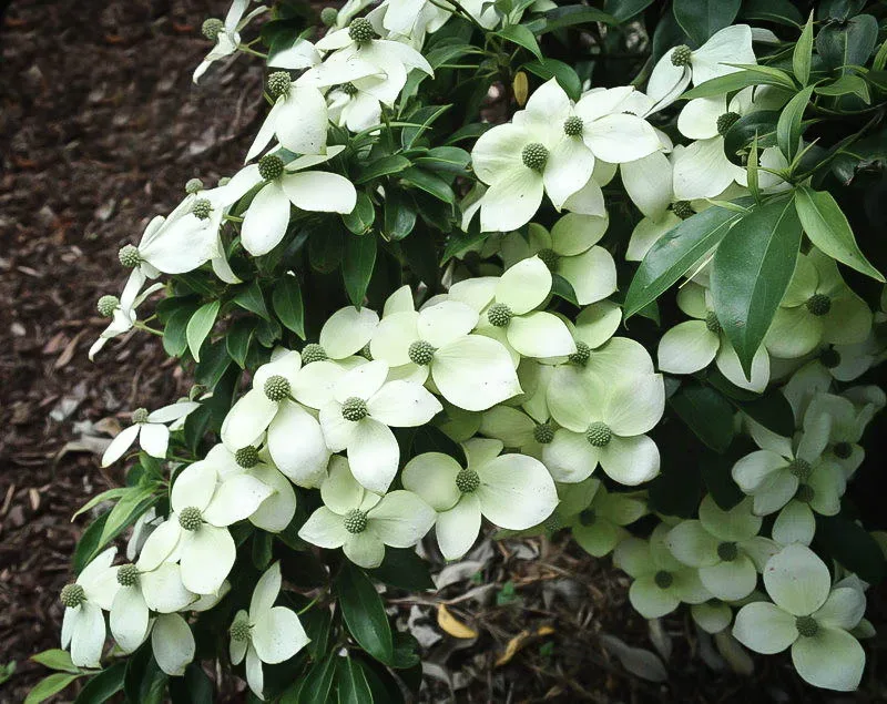 How to Grow and Care for the Empress of China Dogwood