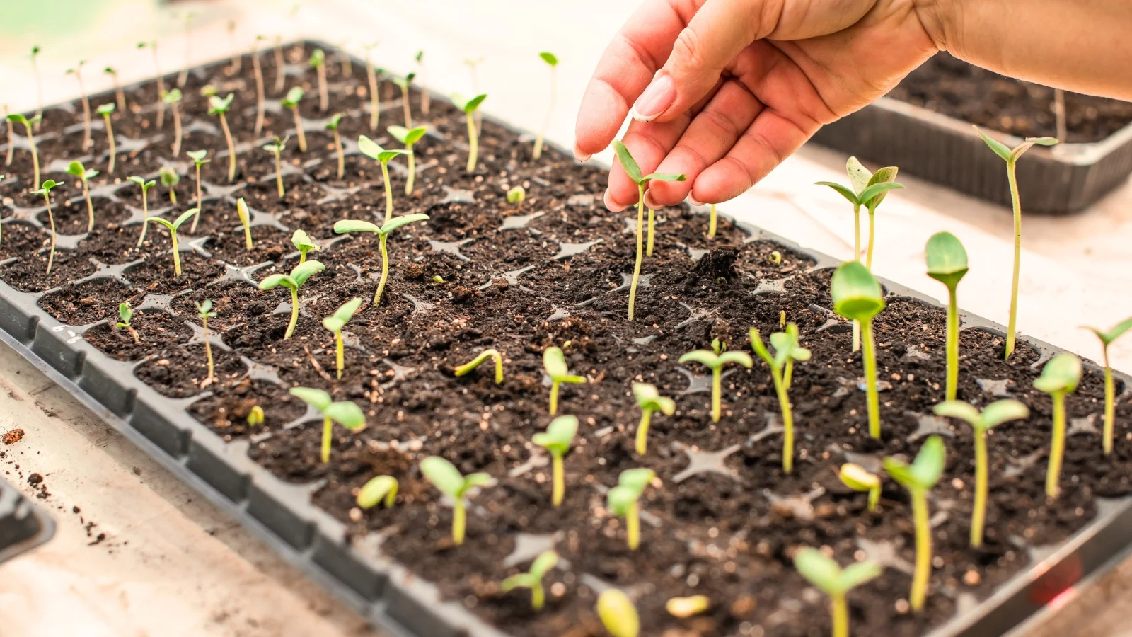 How to Start Seeds: A Complete Guide with FAQs